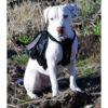 EzyDog, Summit Backpack, Zwart, S